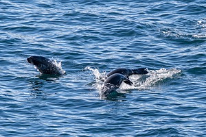 20260327-0062.jpg