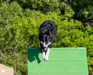 20160619-CCKC-0085.jpg