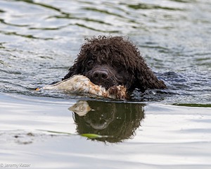 Ghillie