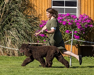 11 - GCH CH BREKKON'S FIRST MARK BN RN CGC TKN (Hunny)