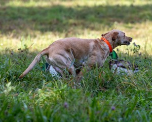 Tulah Leitner