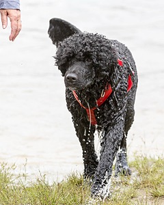 Phelps