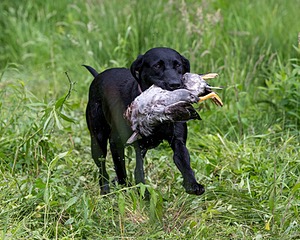 20170603-SHRW-2025.jpg