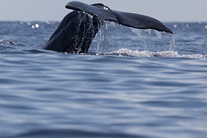 Sperm Whale