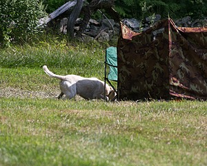 20140810-SHL-0399.jpg