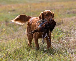 Tracker