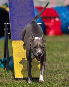 Atticus Mechan