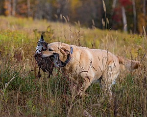20191013-VetL-0034.jpg