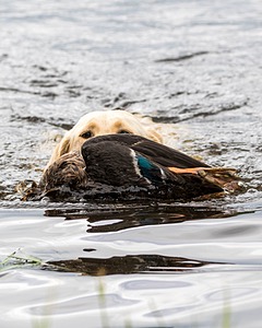 20170603-SHRW-1582.jpg