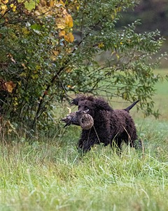 Ghillie Kezer