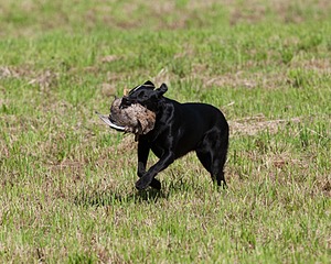 Teagan