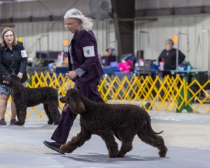 18 - CASTLEHILL'S P.S. BABY I'M A STAR AT DONNYBROOK FDC CA FCAT SWNE
SWA SIAE SEAE TKN ATT FTN (Portia)
