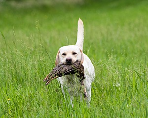 Goose