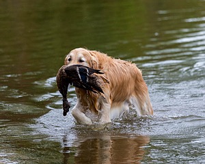 Ghillie
