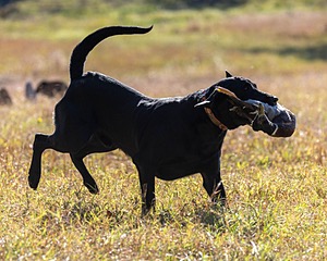 ZEPPELIN Buck