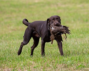 Tucker
