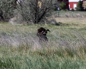 Ghillie