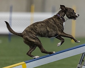Champ Soccodato