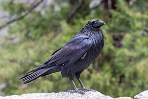 20170210-0011.jpg