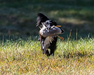 Dolly Partridge