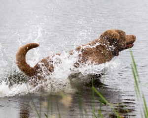 Hunter Law