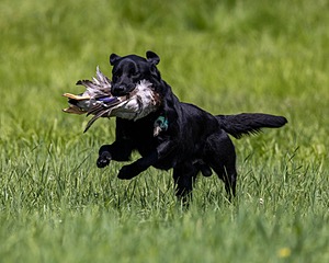 Duke Doyon