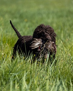 Ghillie Kezer