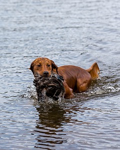 Huckleberry