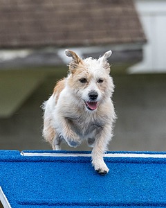 Tank Vedder