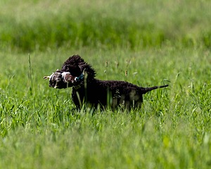 Ghillie Kezer