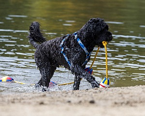 Oceano Robinson