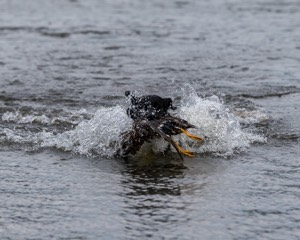 Splash