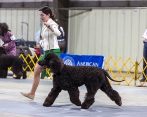 09 - GCH CH POOLE'S IDE RIPTIDE RI DS CGC (Rip)