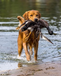 Moose Curtis