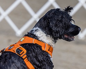 Liza Brogan