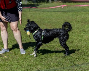 Dottie Notestine