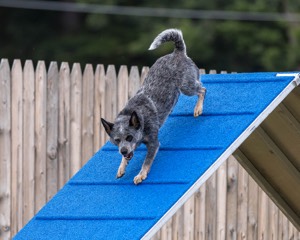 Bree Spetla