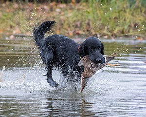 Jake