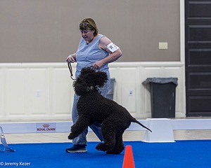 R15 - GCH CH LANDACRE'S NORDIC SAILOR DN CGC TKI