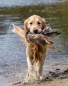 Ghillie Deresienska