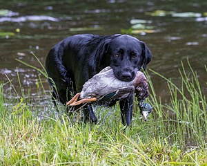 20170603-SHRW-1467.jpg