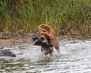 Tracker