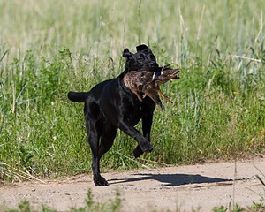 Teagan