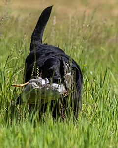 Ruger Bodine