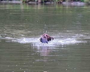 Ditch Schweitzer