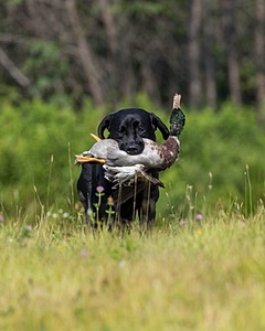 Finn Stang