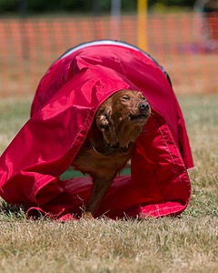 20150613-CCKC-0123.jpg