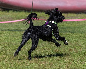 Dottie Notestine