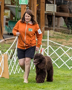 2304 - GCH CH BREKKON'S FIRST MARK BN RN CGC TKN (Hunny)