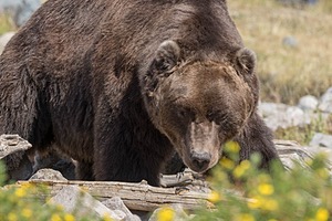 Grizzly & Wolf Discovery Center, West Yellowstone